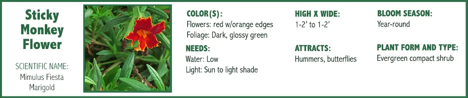 Sticky Monkey Flower Fiesta Marigold