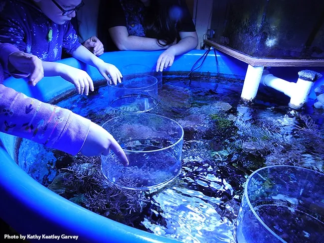 Youngsters delighted in the treasures at the Marine Invertebrate Collection, part of the UC Davis Biodiversity Museum Day. (Photo by Kathy Keatley Garvey)