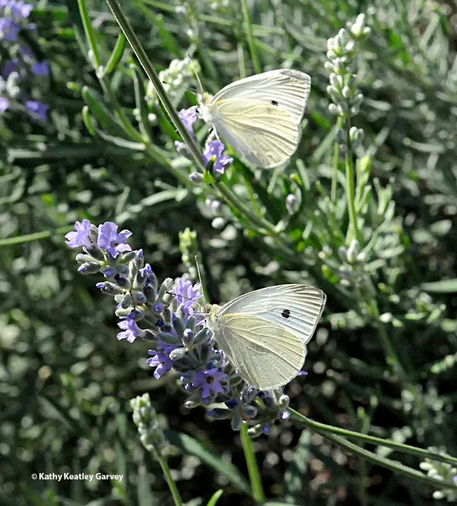 UC Davis distinguished professor Art Shapiro spotted two cabbage white butterflies today (Feb. 8) in West Sacramento, Yolo County. These weren't them. (Photo by Kathy Keatley Garvey)