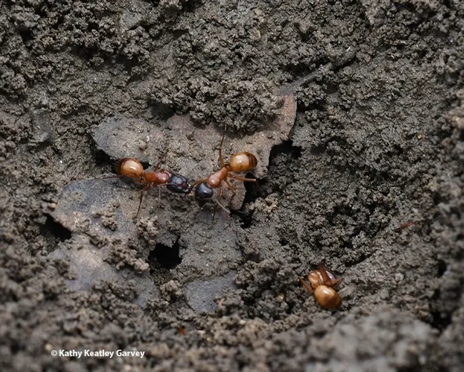 How much do you know about ants? Members of the Phil Ward lab will discuss ants and answer questions at the UC Davis Biodiversity Museum Day. Here carpenter ants (Camponotus semitestaceus) nest in a Vacaville park. (Photo by Kathy Keatley Garvey)