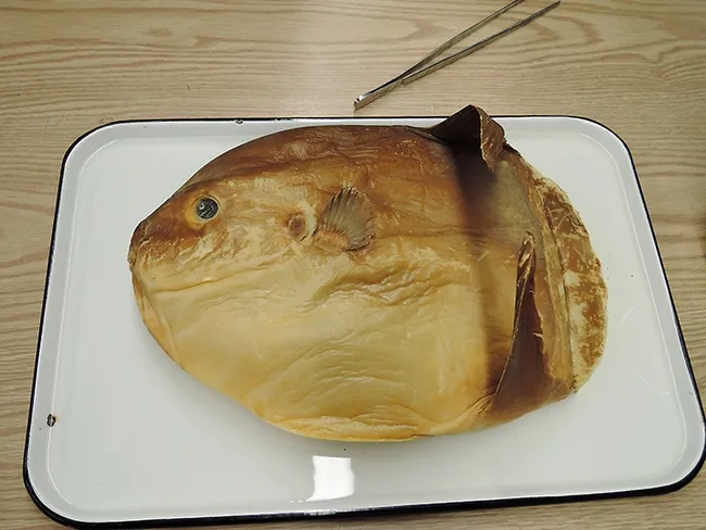 The marine collection at a recent UC Davis Biodiversity Day included this sunfish. A nearby sign read: "The ocean sunfish's food of choice is jellyfish. Their digestive tract has a thick slimy lining that is believed to prevent it from being stung by its prey's tentacles." (Photo by Kathy Keatley Garvey)