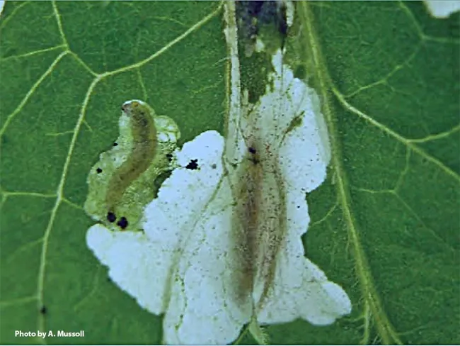 Larvae of Tuta absoluta, a South American tomato leafminer, damaging a tomato leaf. (Photo courtesy of A. Mussoll)