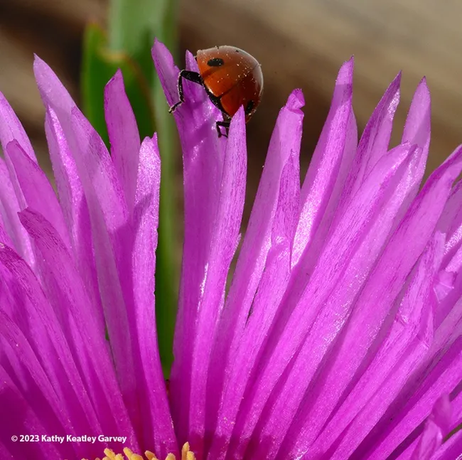 I did it! I climbed my Mount Everest and I'm about to descend. (Photo by Kathy Keatley Garvey)