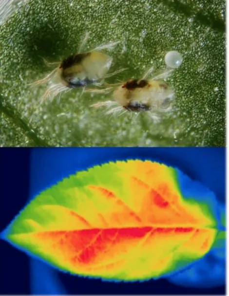 These images will help tell the story when ecologist Sylvain Pincebourde presents a UC Davis-sponsored seminar on climate change on March 15.