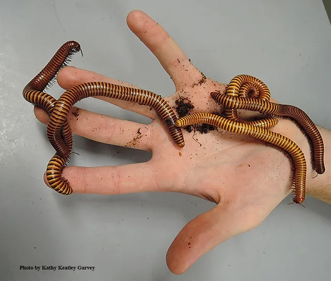 How many legs do millipedes have? Find out at the Bohart Museum of Entomology open house on March 18. (Photo by Kathy Keatley Garvey)