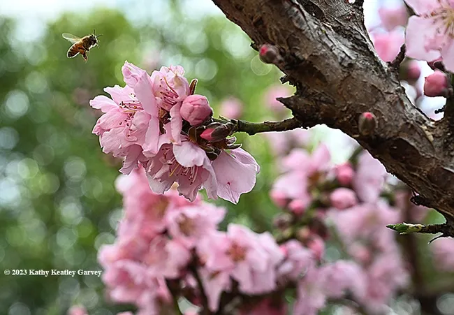 A honey bee, cooped up in a hive for weeks due to the rain and cold, heads for a nectarine blossom in Vacaville, Calif. (Photo by Kathy Keatley Garvey)