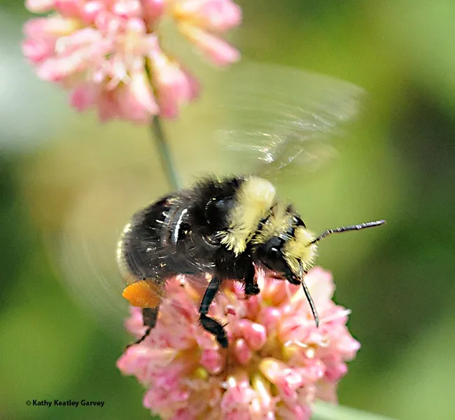 A yellow-faced bumble bee, Bombus vosnesenskii, at the UC Davis Arboretum and Public Garden. (Photo by Kathy Keatley Garvey)