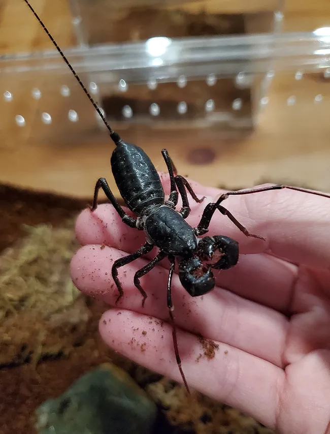 This is a vinegaroon, belonging to the arachnid order, Uropygi. (Photo courtesy of the Jason Bond lab)