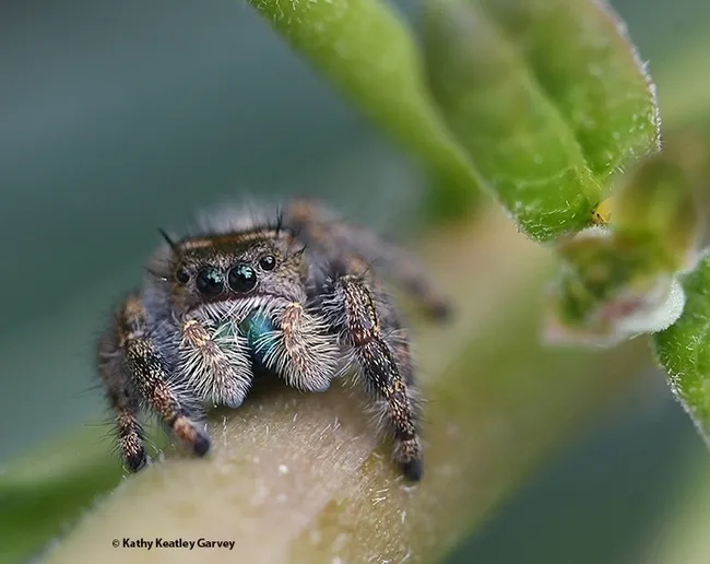 A jumping spider--note the green "fangs" (chelicerae)--peers at the photographer. (Photo by Kathy Keatley Garvey)