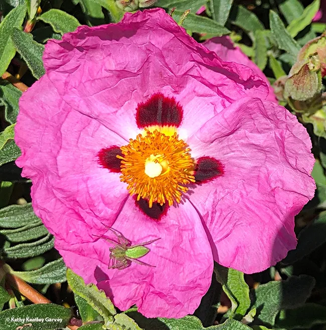 A green lynx spider is easy to spot on this pink rockrose blossom. (Photo by Kathy Keatley Garvey)