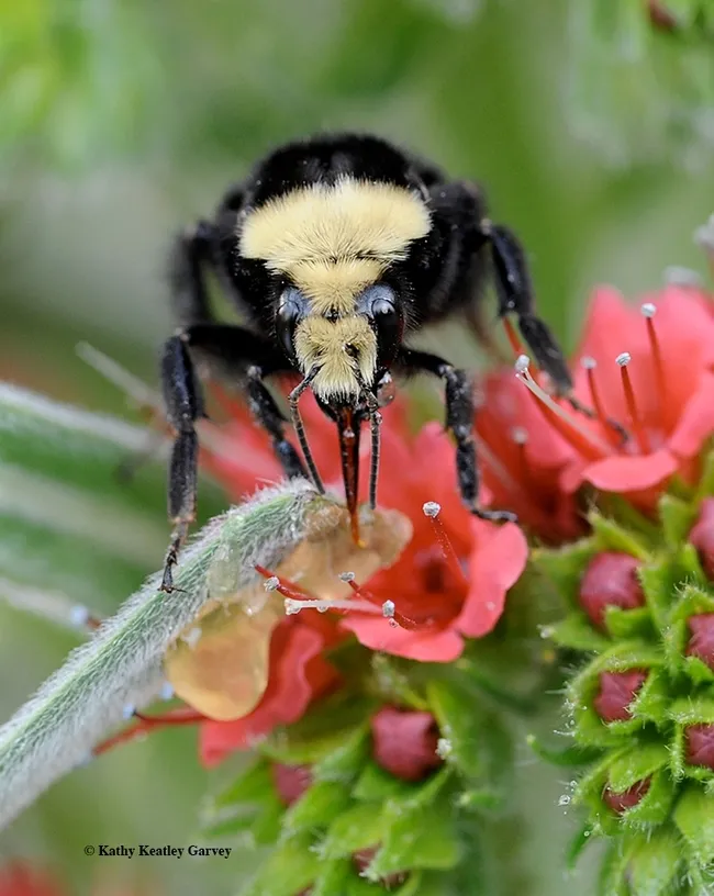A yellow-faced bumble bee, Bombus vosnesenskii, on a tower of jewels, Echium wildpretii. (Photo by Kathy Keatley Garvey)