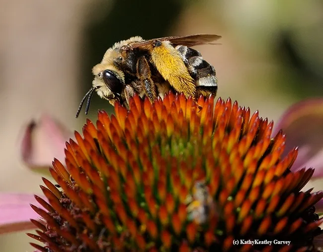 Female sweat bee, Svastra obliqua expurgata, on purple coneflower, Echinacea purpurea. (Photo by Kathy Keatley Garvey)