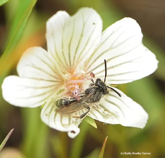 Andrena (mining) bee on meadowfoam, Limnanthes alba. (Photo by Kathy Keatley Garvey)
