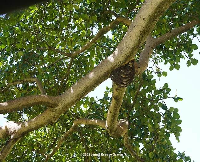A feral or wild bee colony in a fig tree in the Maasai Mara National Reserve, southern Kenya. (Photo by James Keatley Garvey)