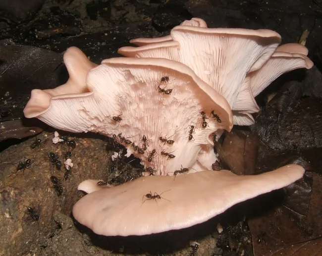 Rainforest ants, Euprenolepis procera feeding on a Pleurotus mushroom. (Photo courtesy of Wikipedia)