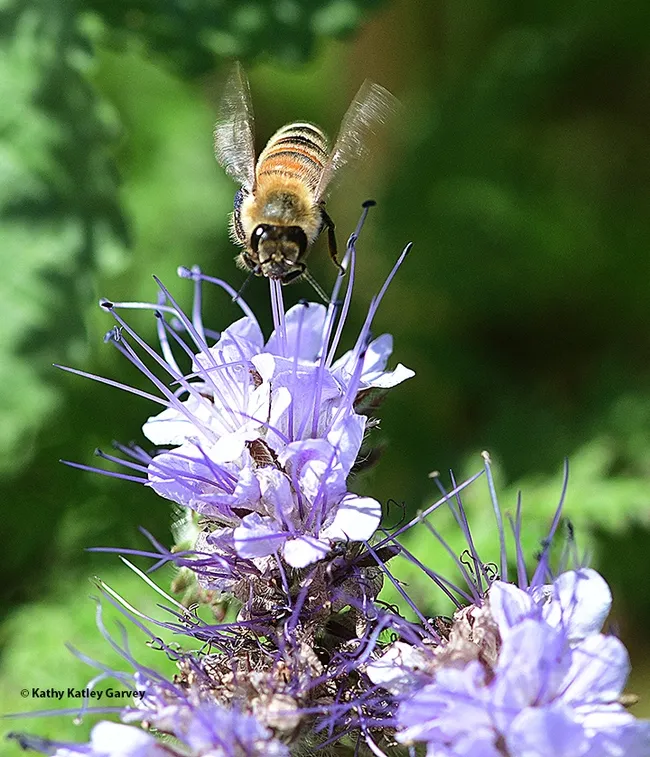 A honey bee forages on a lacy phacelia (Phacelia tanacetifolia) in the Joseph and Emma Lin Biological Orchard and Garden (BOG) at UC Davis. (Photo by Kathy Keatley Garvey)