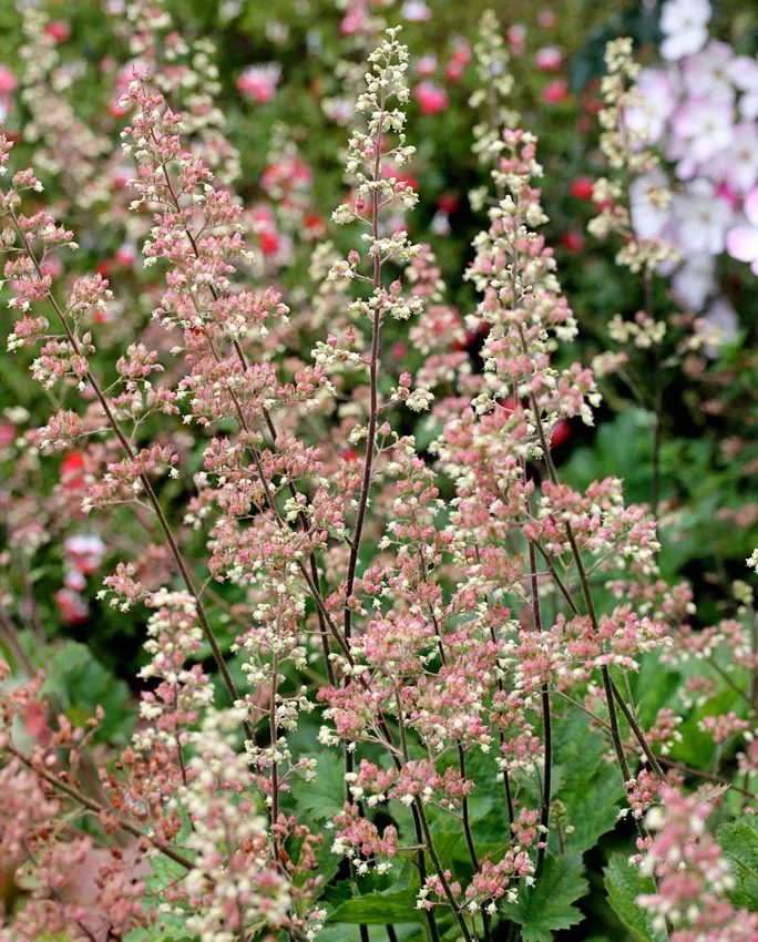 Photo Courtesy of Annie's Annuals & Perennials