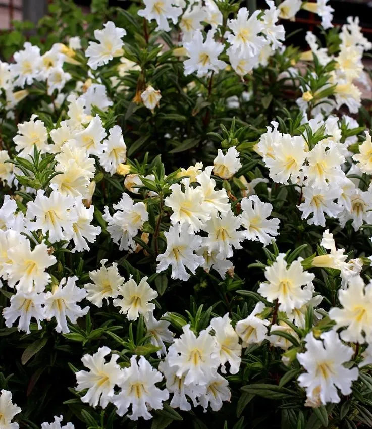 Photo Courtesy of Annie's Annuals & Perennials