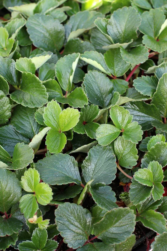 Photo Courtesy of Annie's Annuals & Perennials