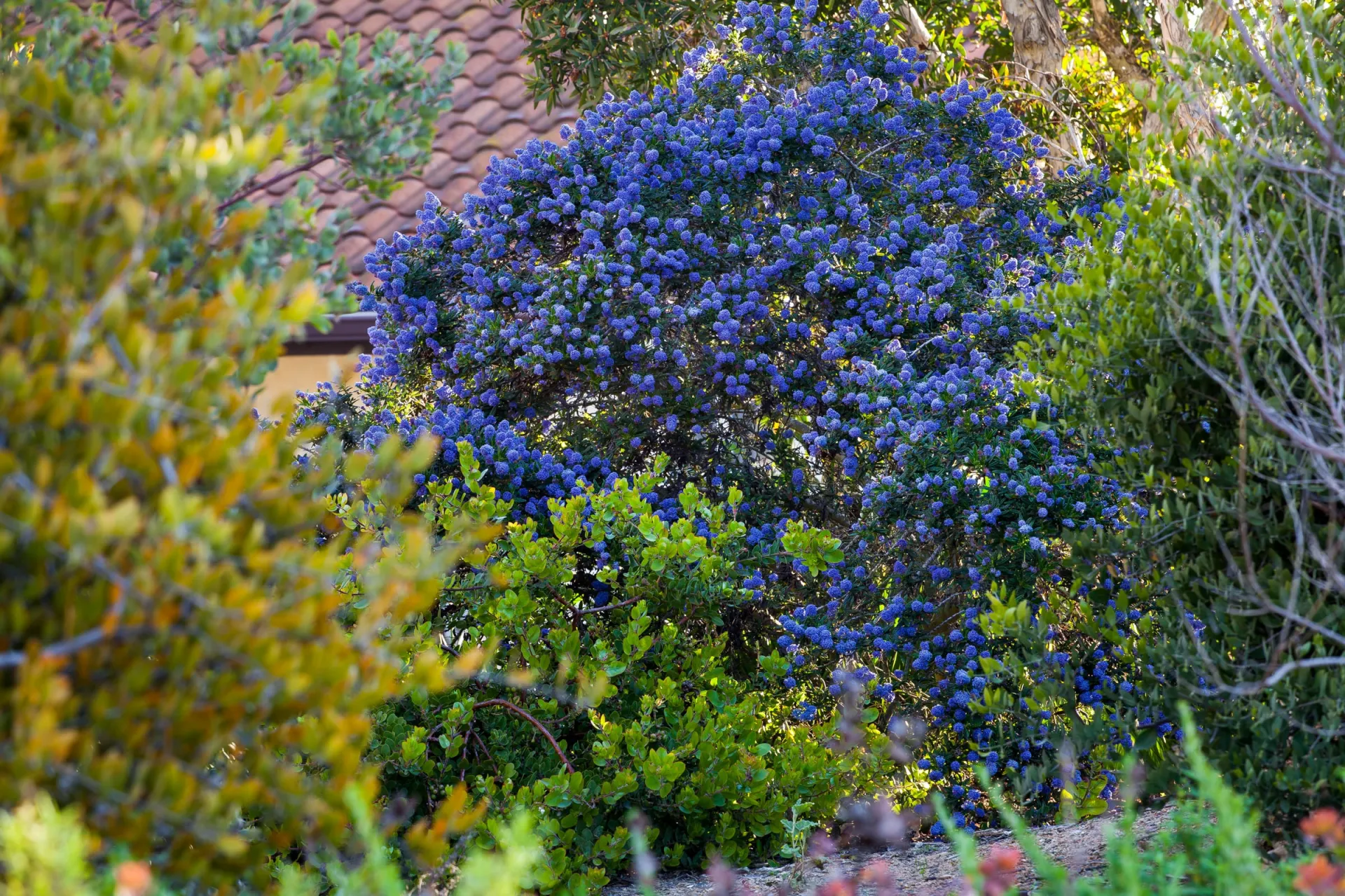 Photo courtesy of WUCOLS