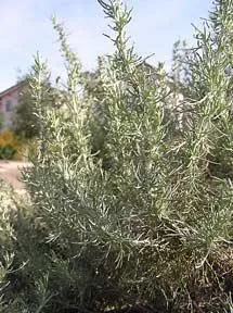 Photo Courtesy of Annie's Annuals & Perennials