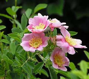 Photo Courtesy of Annie's Annuals & Perennials