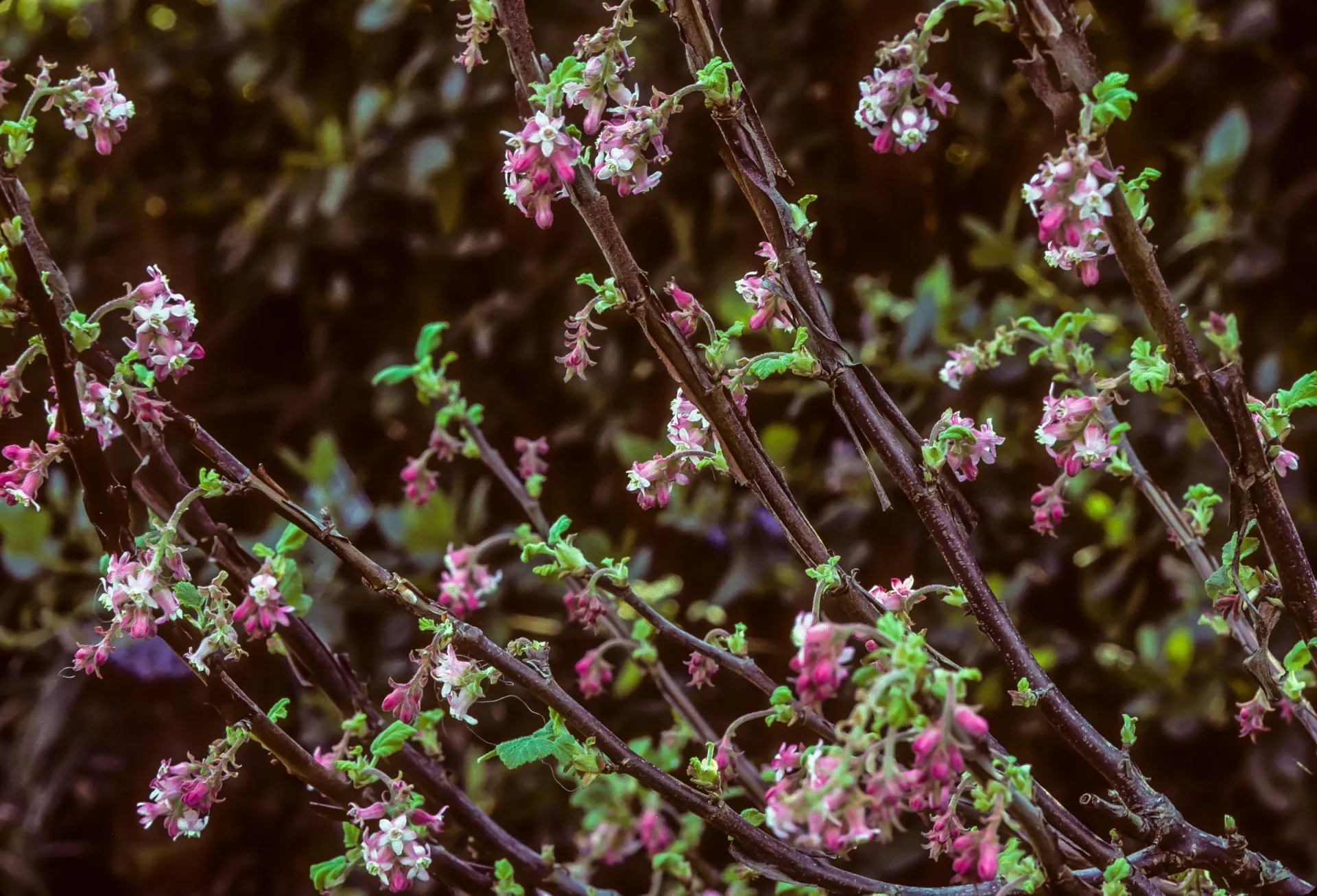 Photo courtesy of WUCOLS