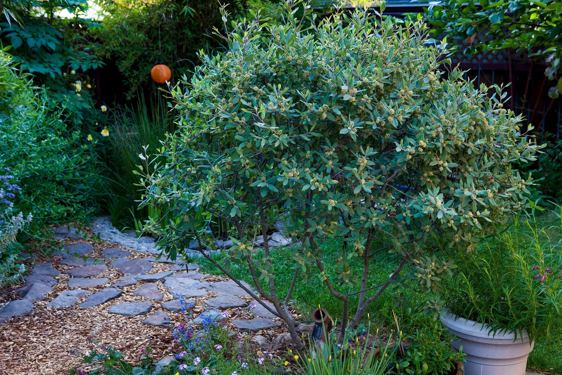 Photo courtesy of WUCOLS