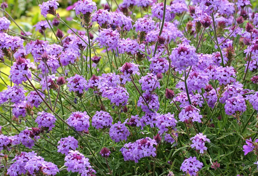 Photo Courtesy of Annie's Annuals & Perennials