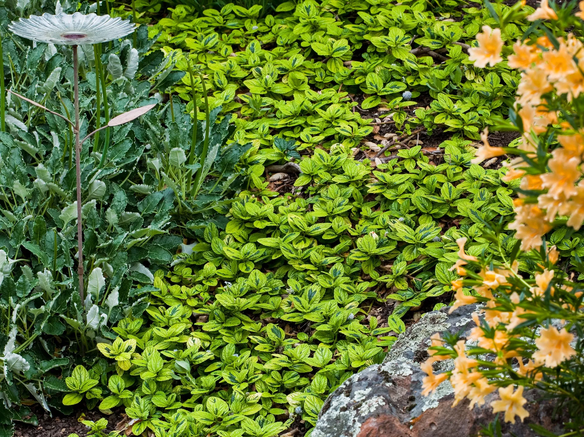 Photo courtesy of WUCOLS