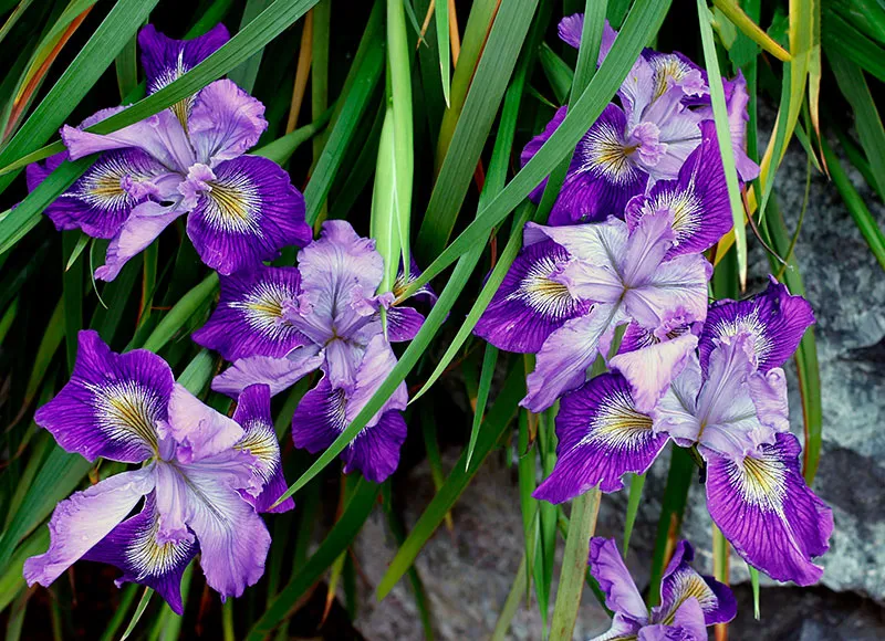 Photo Courtesy of Annie's Annuals & Perennials