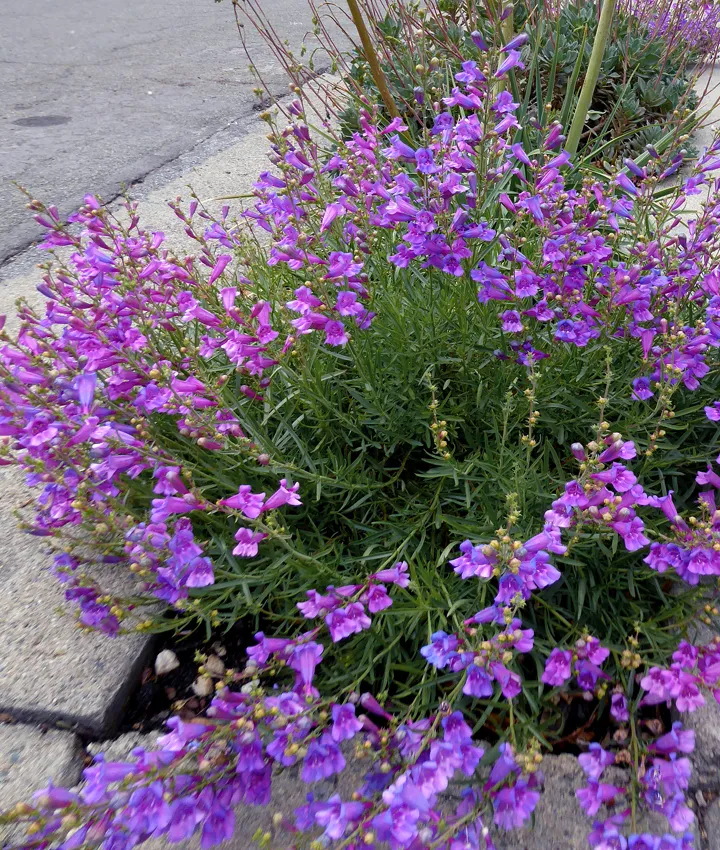 Photo Courtesy of Annie's Annuals & Perennials