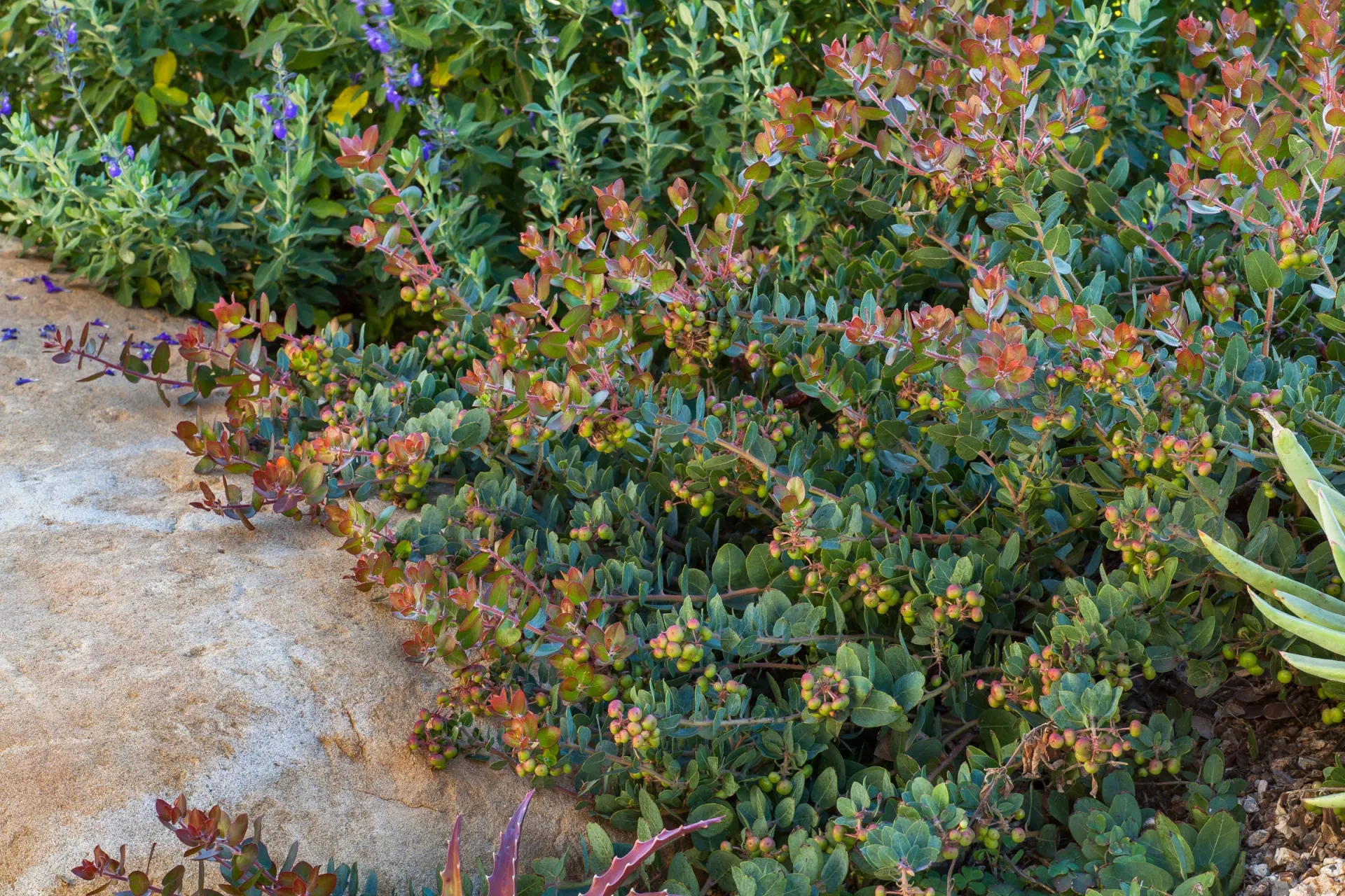 Photo courtesy of WUCOLS