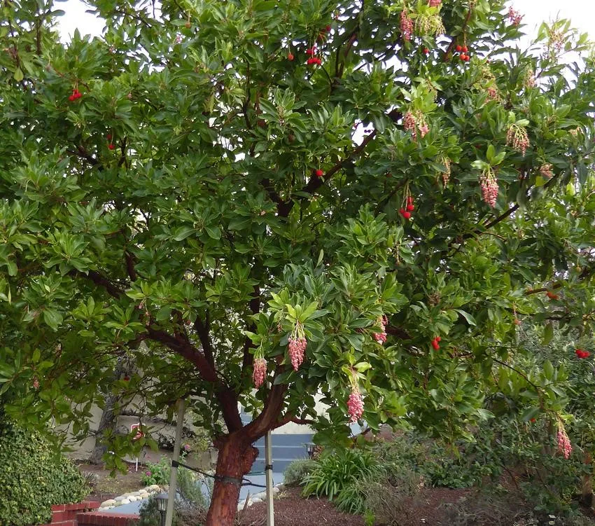 Photo Courtesy of Annie's Annuals & Perennials