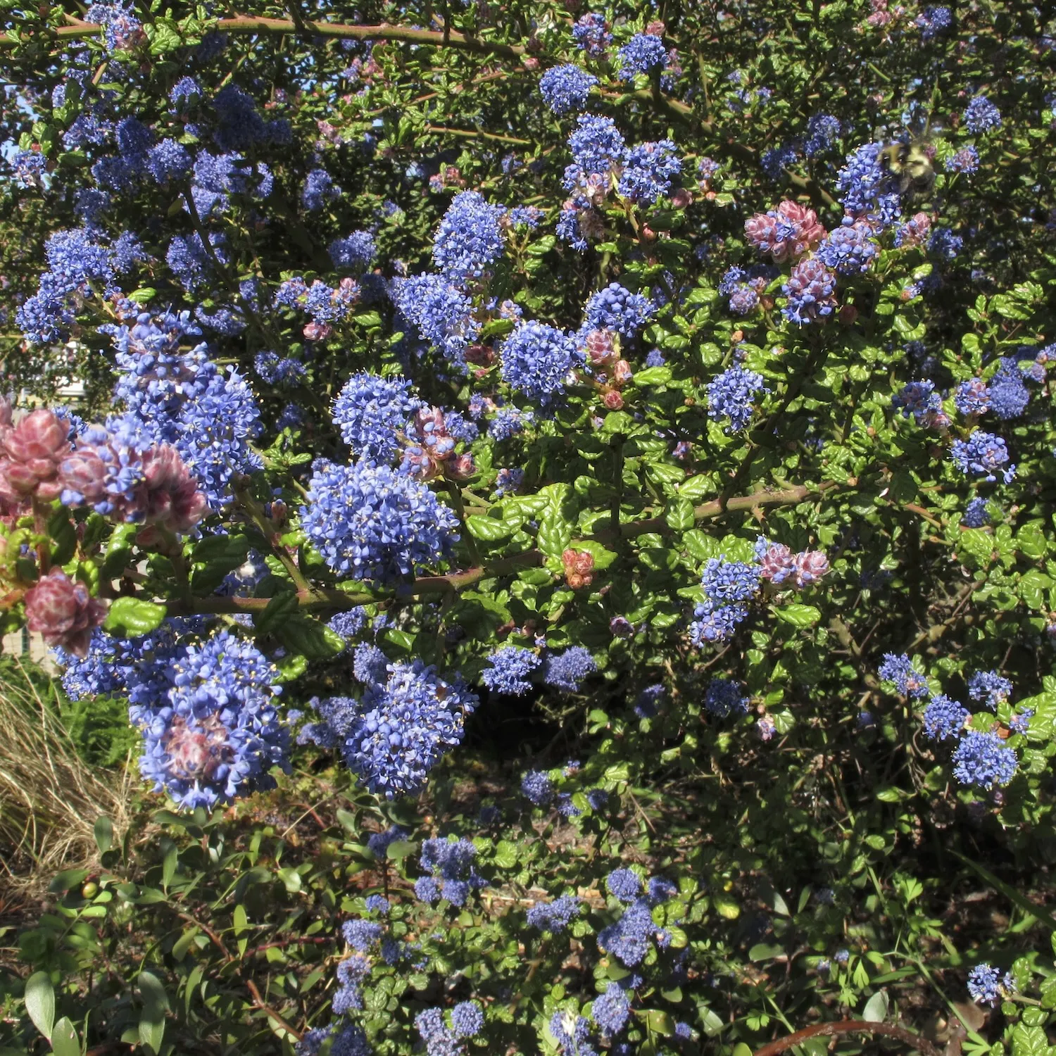 Photo Courtesy of Liv Imset