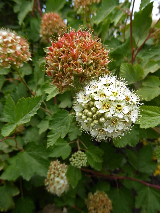 Photo Courtesy of Annie's Annuals & Perennials