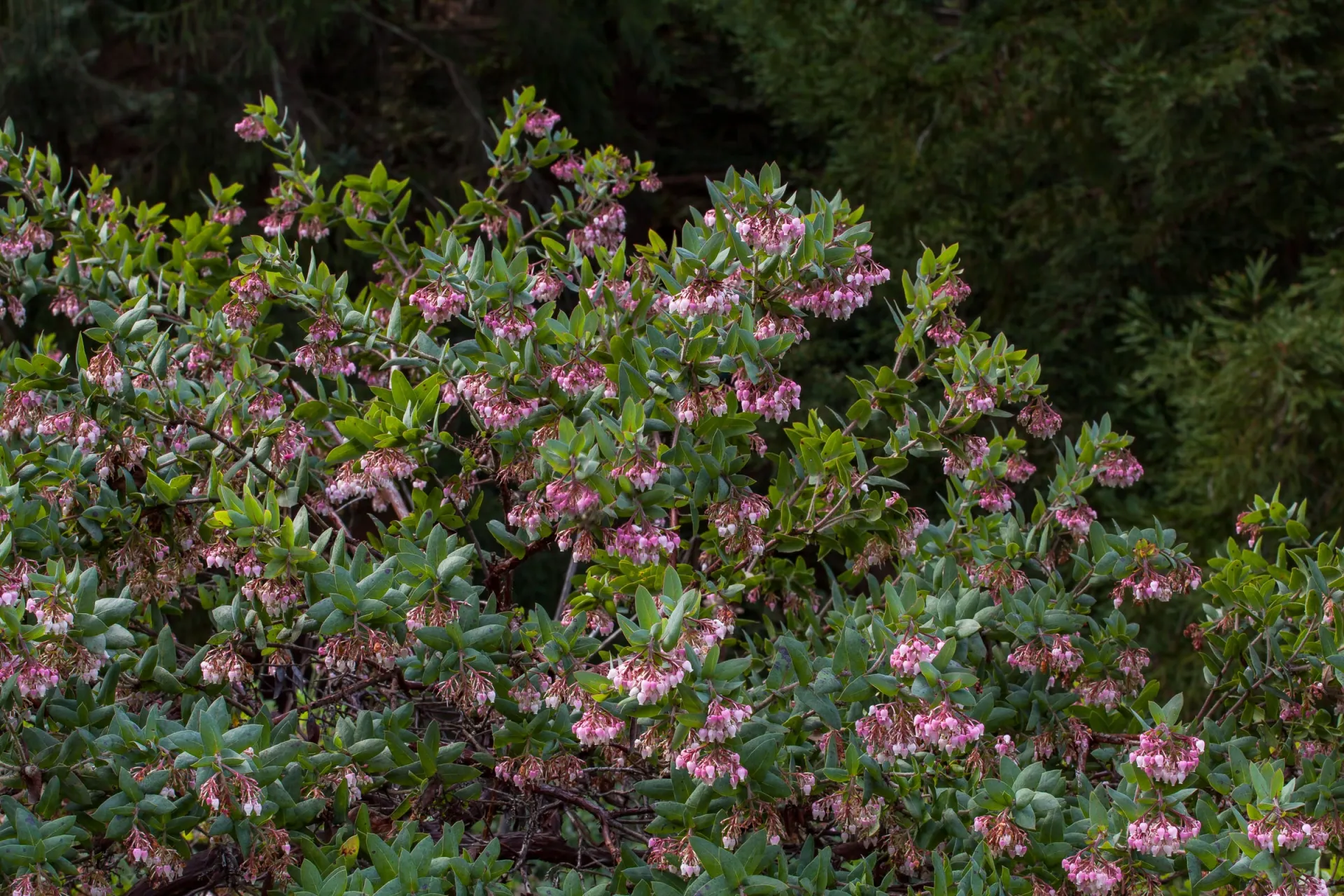 Photo courtesy of WUCOLS