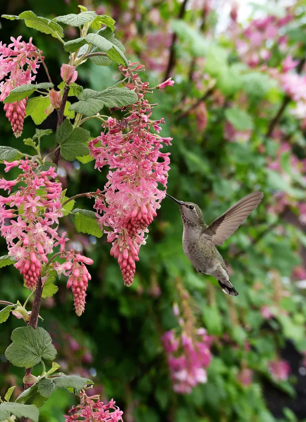 Photo Courtesy of Annie's Annuals & Perennials