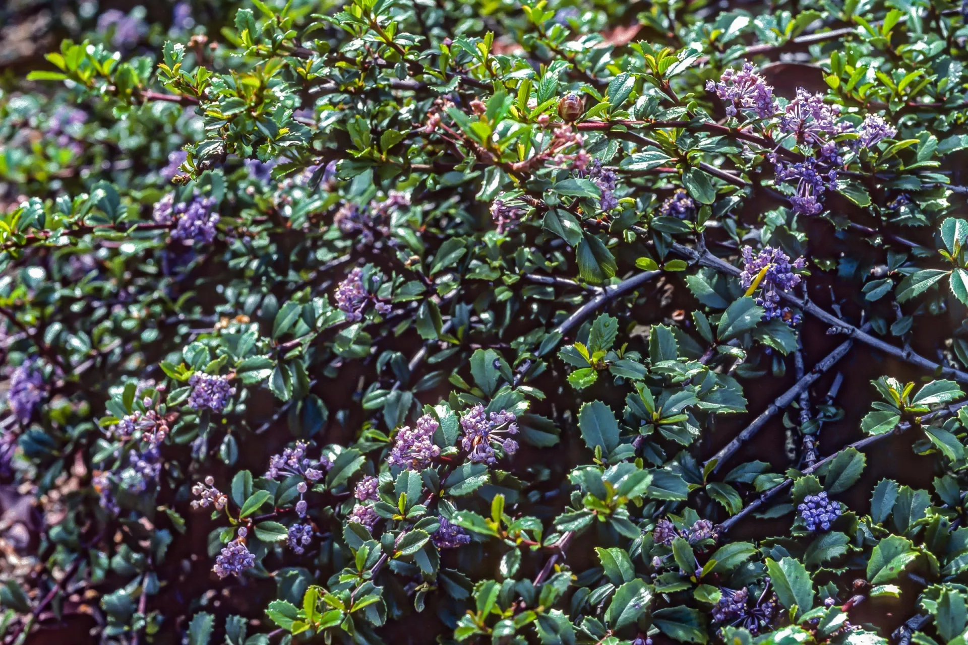 Photo courtesy of WUCOLS