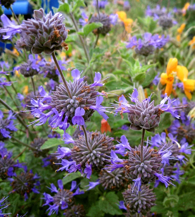 Photo Courtesy of Annie's Annuals & Perennials