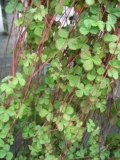 Photo Courtesy of Annie's Annuals & Perennials