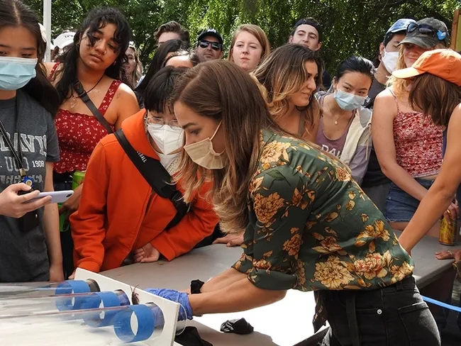 Britanny Kohler, then a member of the UC Davis Entomology Club, works the roach race track in this 2022 image. She is a UC Davis alumna and a research associate at the Bohart Museum of Entomology. (Photo by Kathy Keatley Garvey)