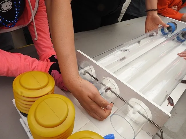 One of the American cockroaches in a 2022 race tries to make a run for it. (Photo by Kathy Keatley Garvey)