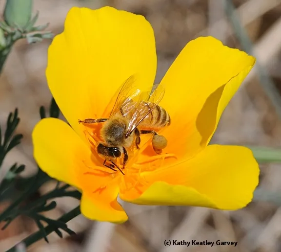 A honey bee foraging on a California golden poppy. Urban landscape entomologist Emily Meineke is one of the researchers involved in the Seed Pile Project, a community science initiative by Miridae Living Labs and UC Davis faculty. (Photo by Kathy Keatley Garvey)
