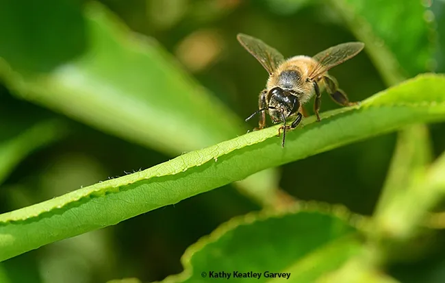 A sick bee crawling on a leaf. (Photo by Kathy Keatley Garvey)