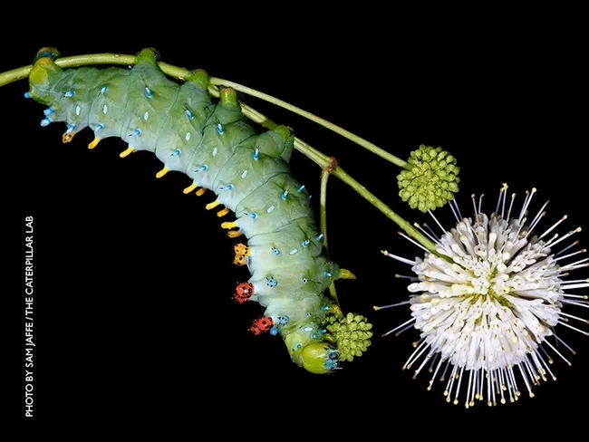 The caterpillar of a "Gravity" Cecropia giant moth. (Photo by Sam Jaffe, the Caterpillar Lab)