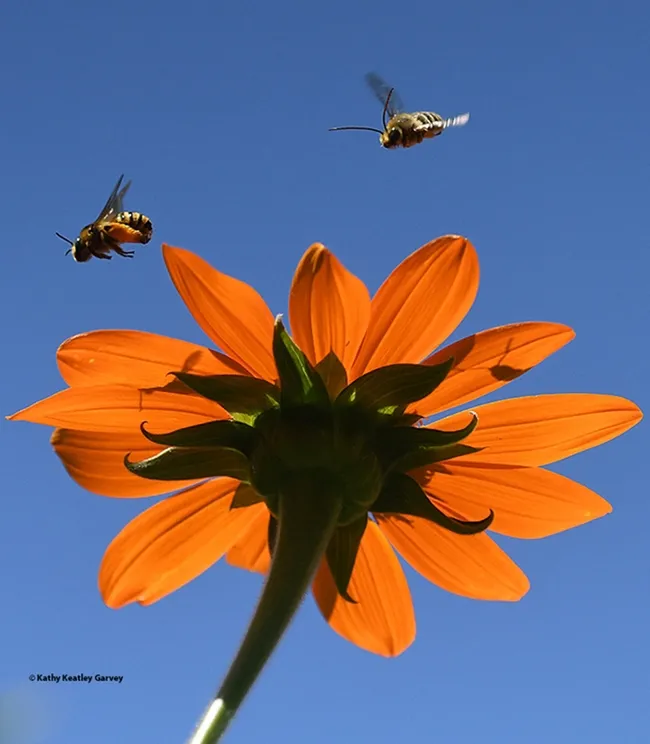 "Catch Me if You Can!"--This image of two native bees, Melissodes agilis, won the ESA category at the 63rd North Central Insect Photographic Salon, co-sponsored by the North Central Branch of the Entomological Society of America and the Photographic Society of America. (Photo by Kathy Keatley Garvey)