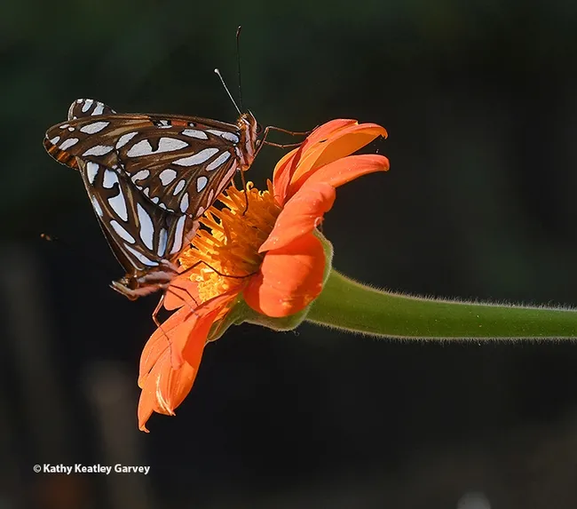 "I Do"--This image of two Gulf Fritillaries keeping busy (insect wedding photography) was displayed at the 63rd North Central Insect Photographic Salon in Oklahoma City. (Photo by Kathy Keatley Garvey)