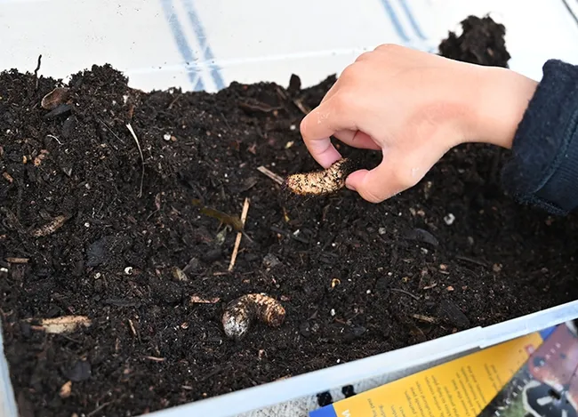 Youngsters and adults alike enjoyed watching and holding the green fruit beetle larvae. (Photo by Kathy Keatley Garvey)