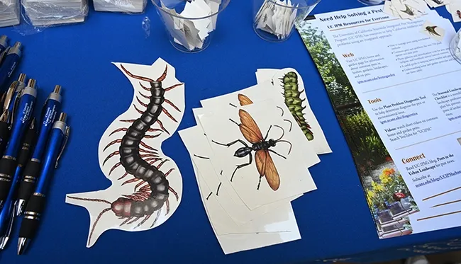 Guess the stick-on tattoos? From left are a Chinese red-headed centipede (Scolopendra subspinipes mutilans); a tarantula hawk (Pepsis heros); and a hickory horned devil caterpillar of a regal moth (Citheronia regalis). (Photo by Kathy Keatley Garvey)